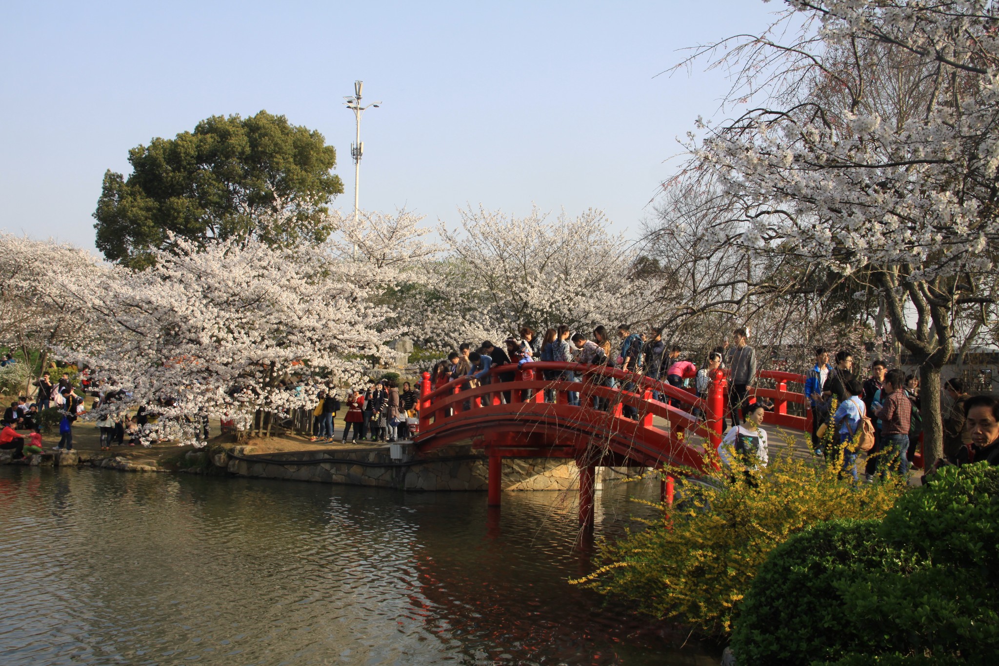 东湖磨山景区东湖樱花园