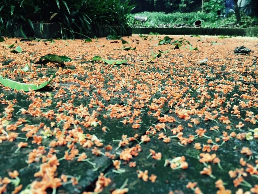 桂香指数 满陇桂雨是杭州"骨灰级