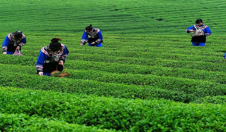 茶园婚纱基地_茶园基地图片(2)