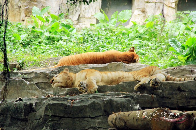 老虎假山猜成语_鱼池假山图片(2)