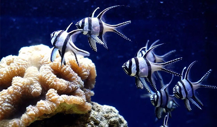 海底爬行生物 wKgBZ1nYWGmAGRi-AAHtiBqtJis26.jpeg