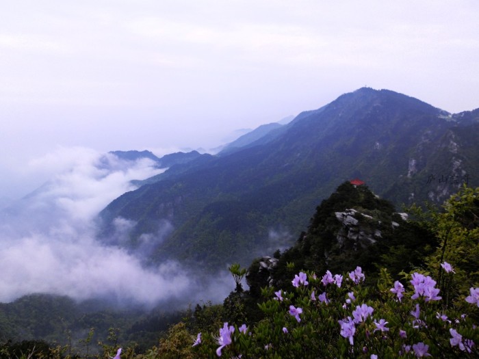 庐山春天看的是山花,绿树和云雾~!