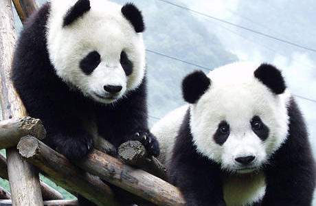 熊猫寿命一般多长时间 wKgBZ1n6y5CAbKo7AAMrRY2lfxo133.png?imageView2%2F2%2Fw%2F510%2Fh%2F8000%2Fq%2F100