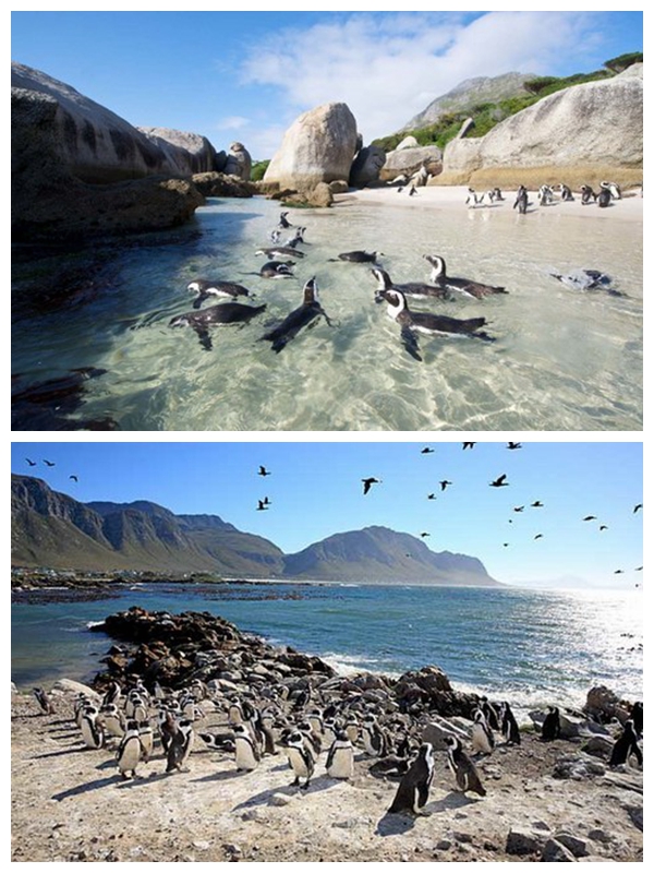 博多斯海滩(boulders beach)
