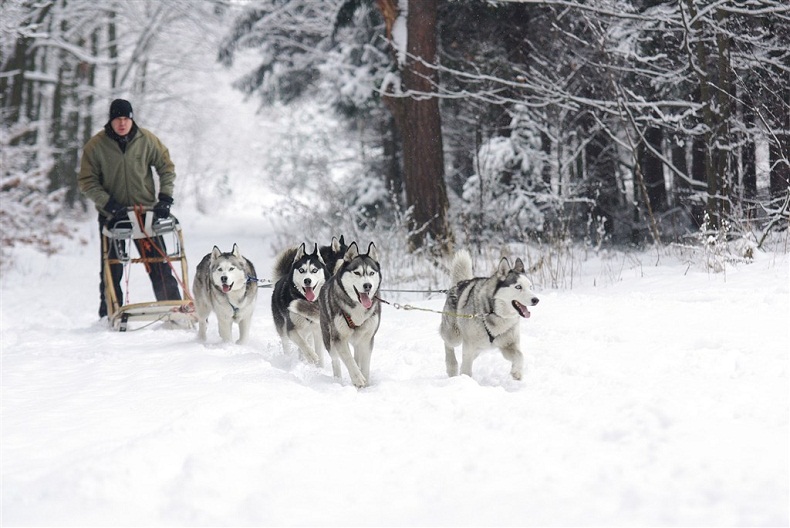 芬兰旅游罗瓦涅米哈士奇雪橇玩法 参观农场/狗拉雪橇探险森林