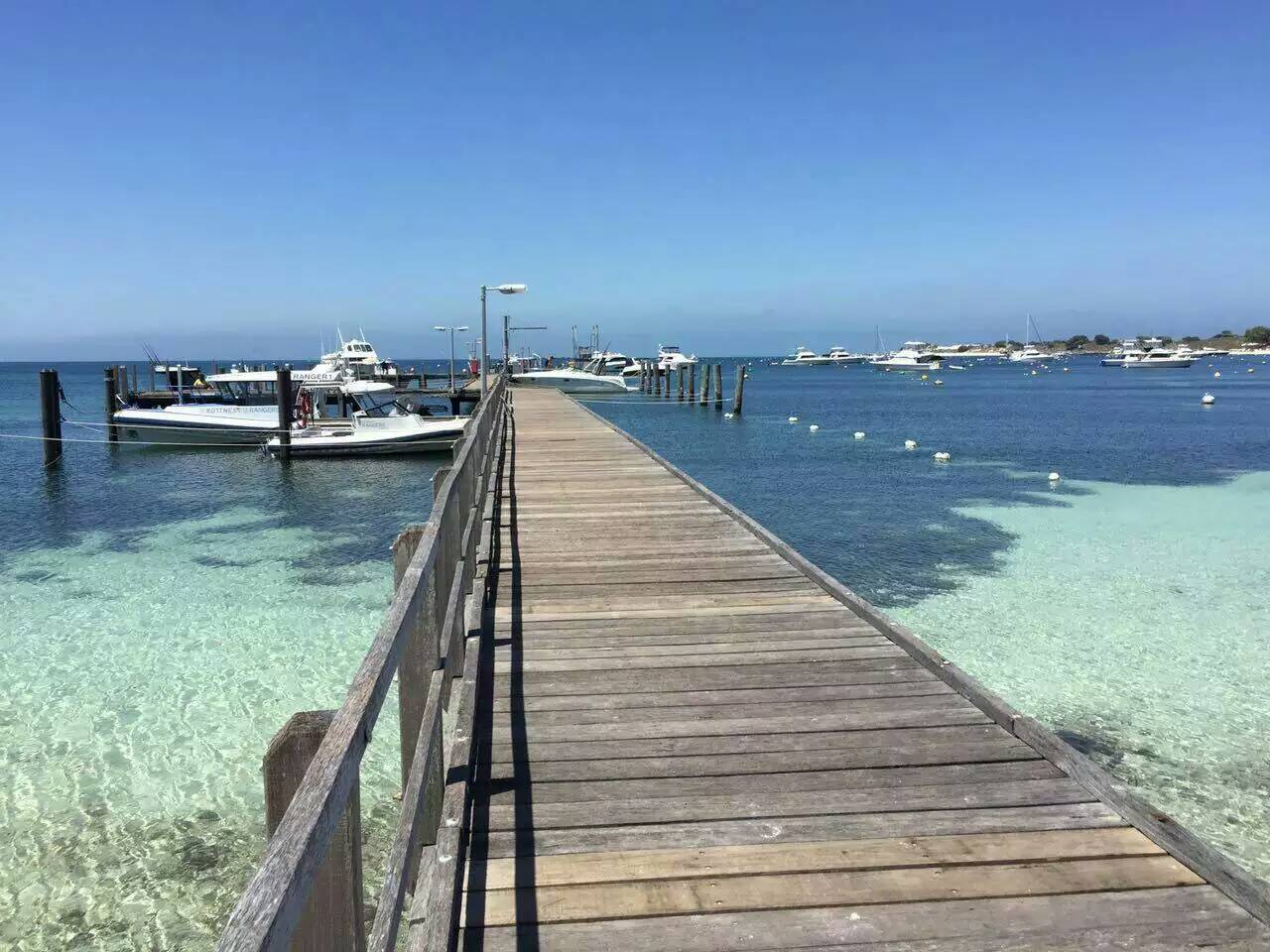 澳大利亚珀斯(perth)-rottnest island-与短尾袋鼠(quokka)的亲密接触