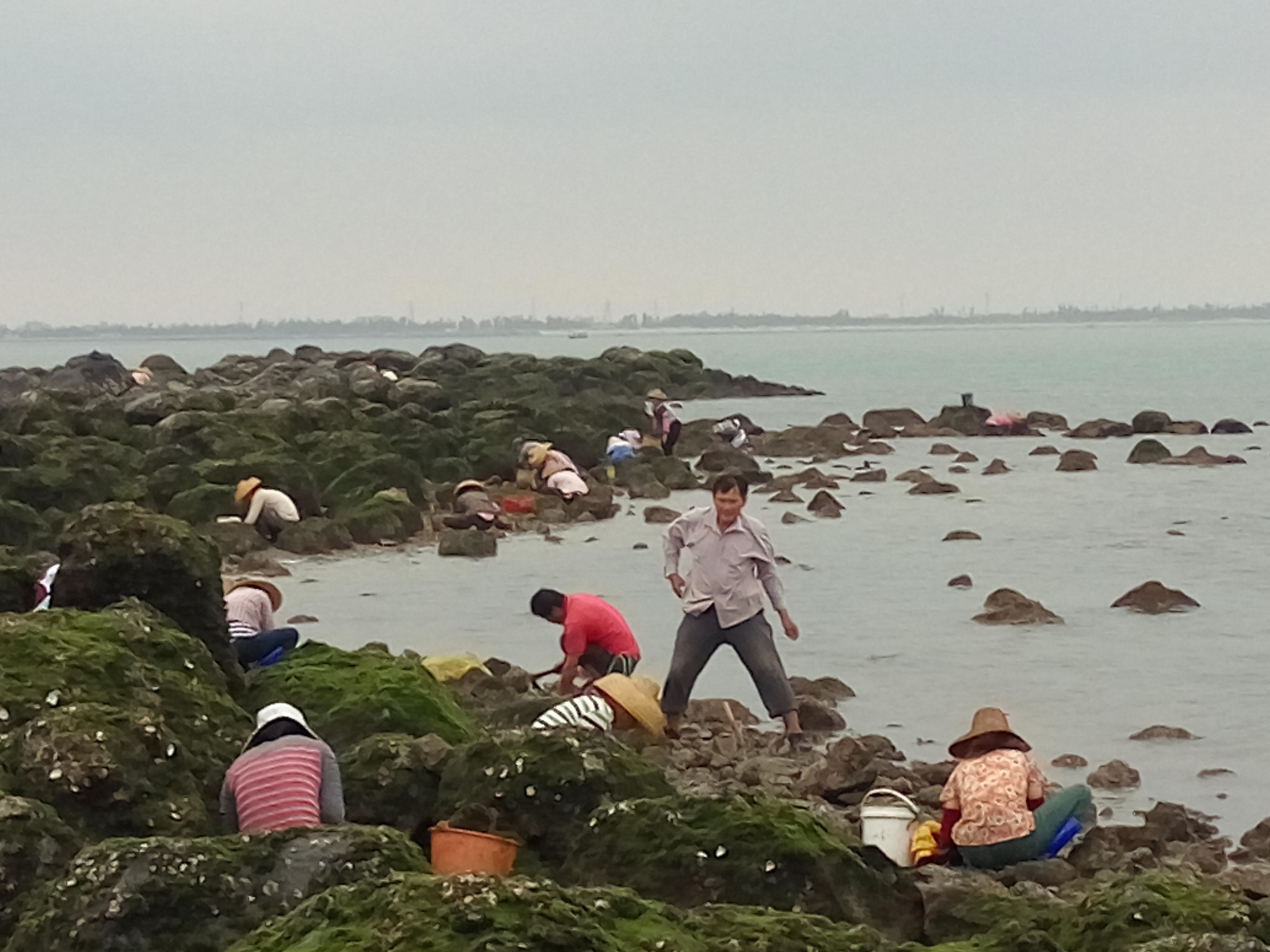 湛江硇洲岛旅游,为嘛找野猫?