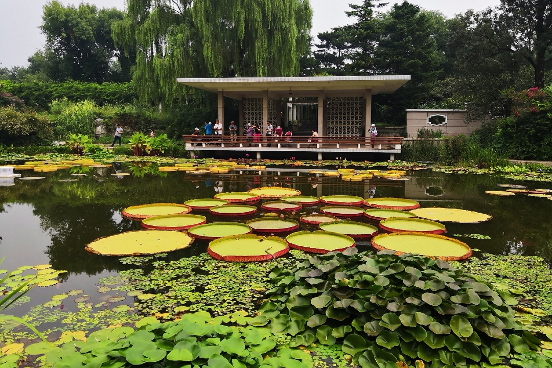 北京植物园(南植)