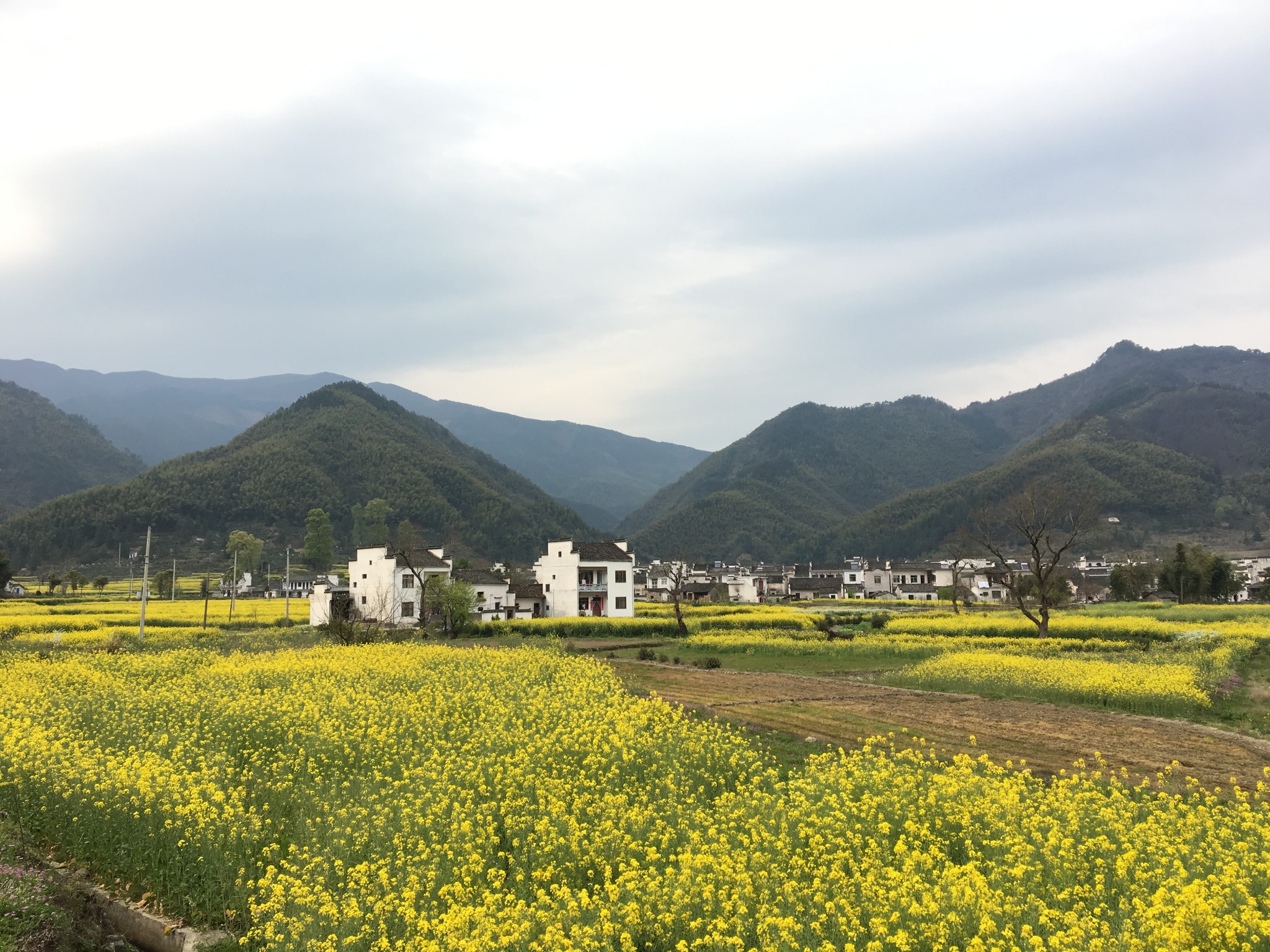 【花花世界】清明下徽州(宏村,西递,卢村,油菜花田)