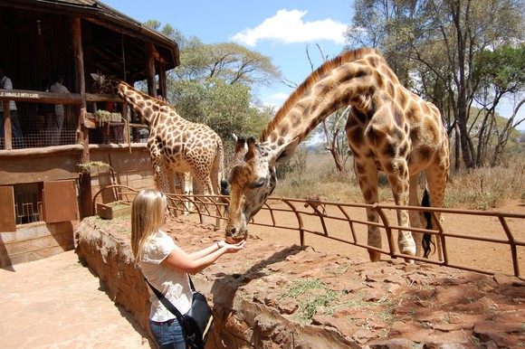 肯尼亚 内罗毕大象孤儿院/长颈鹿公园/女工珠子厂/海伦故居一日游
