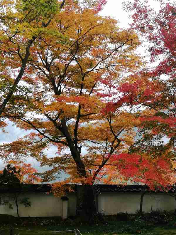 2016年11月日本红叶狩六日自由行游记(含攻略)图片