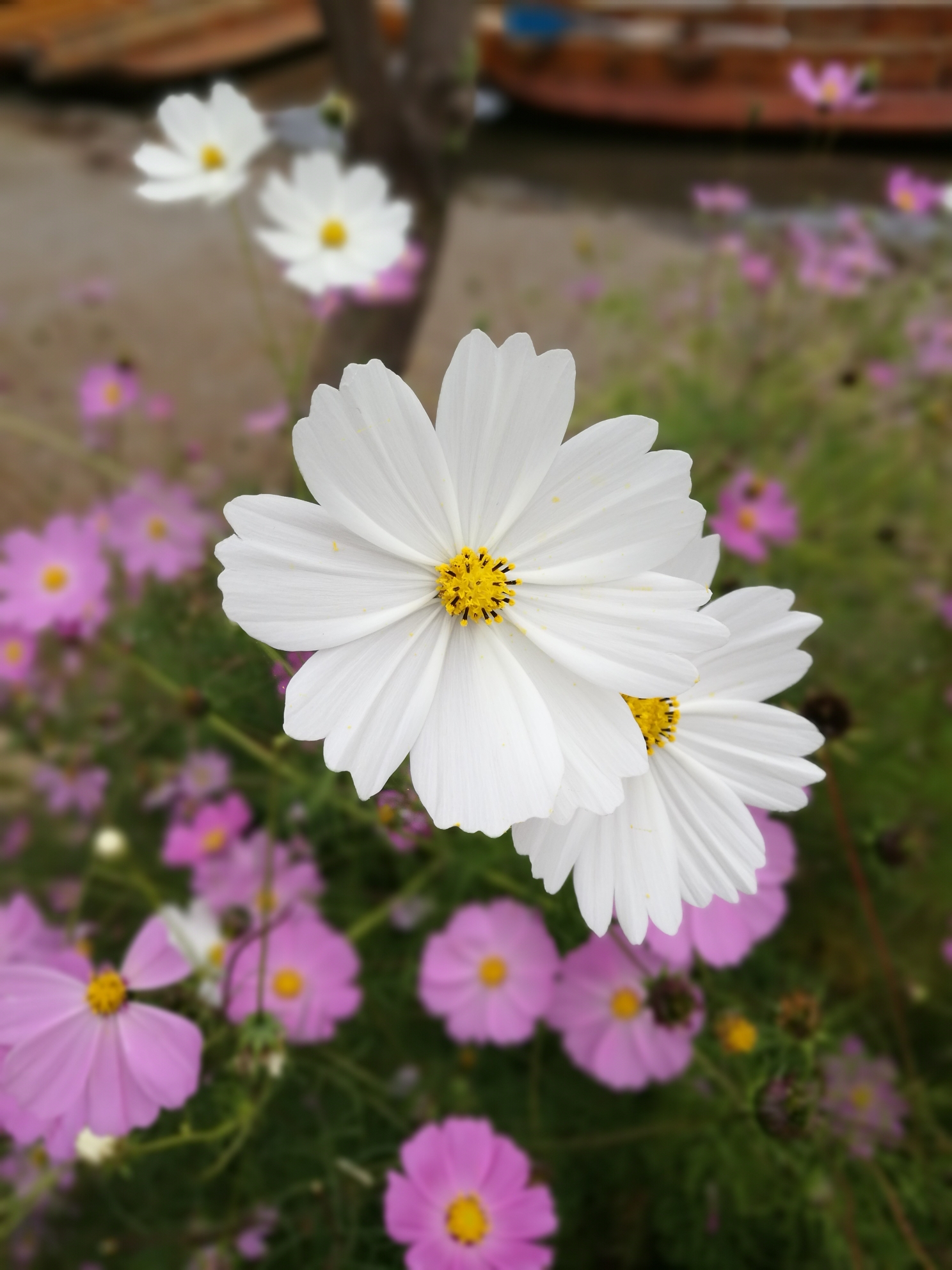 水性杨花简谱_泸沽湖水性杨花图片(2)