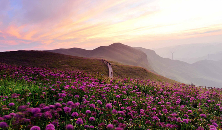 花海魂·神山韵 贵州毕节阿西里西·韭菜坪景区门票