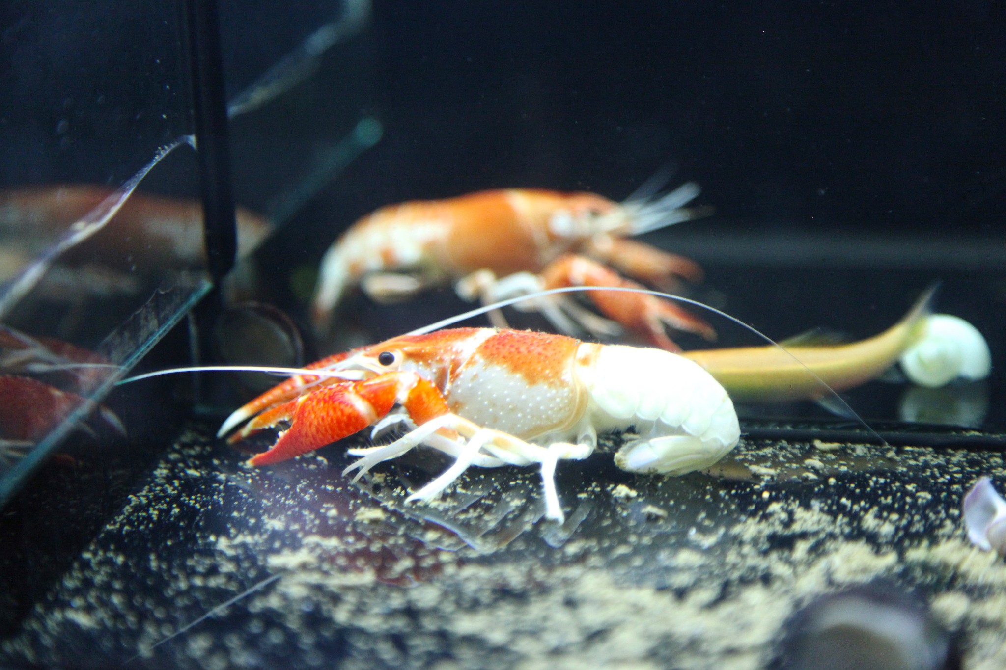 水族有多少人口_北流隆盛镇有多少人口(3)