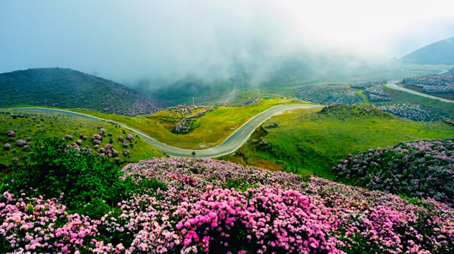 乌蒙大草原高山杜鹃,春天山花烂漫,云海翻腾,牧羊牛马