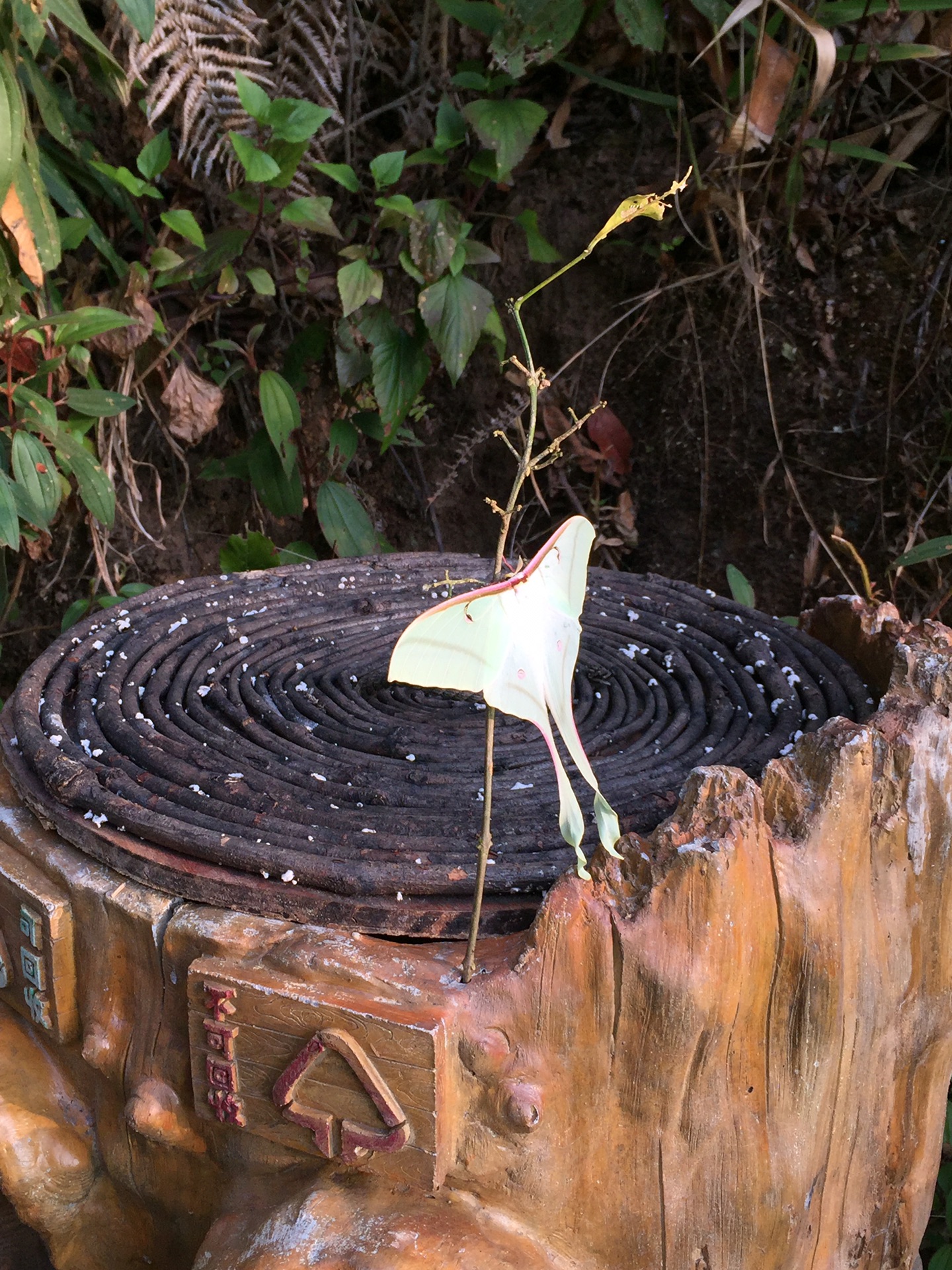 华西村人均收入_人均6000元一位