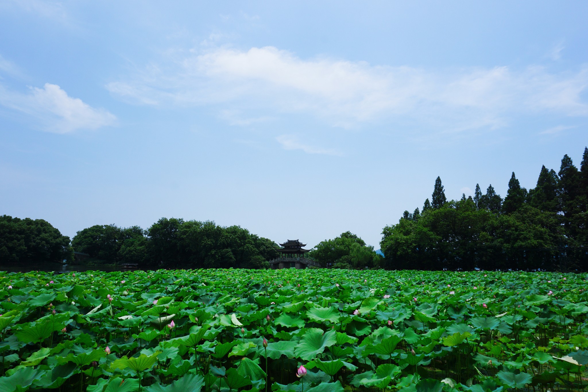 杭州·寻梦荷叶里的夏天│细数36处小清新美照拍摄地