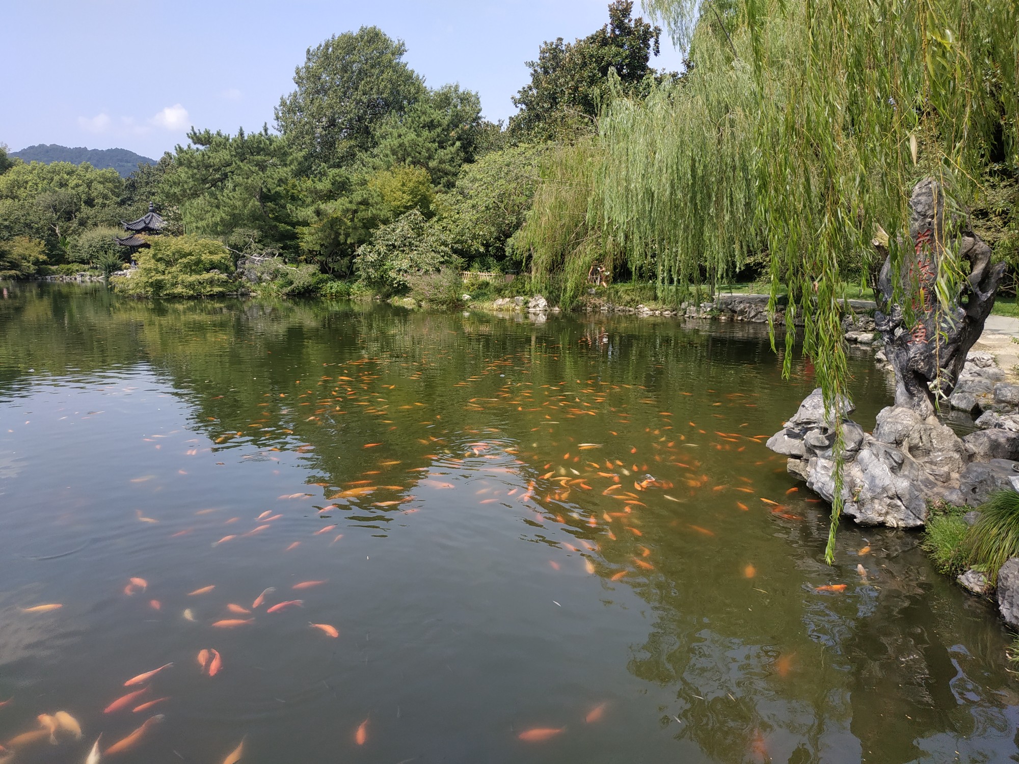 杭州西湖风景名胜区-花港观鱼   