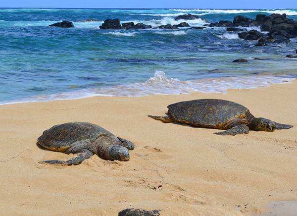 wKgBEFqeiW2ATk6PAACl_fHuYrY88.jpeg?imageView2%2F2%2Fw%2F510%2Fh%2F8000%2Fq%2F100