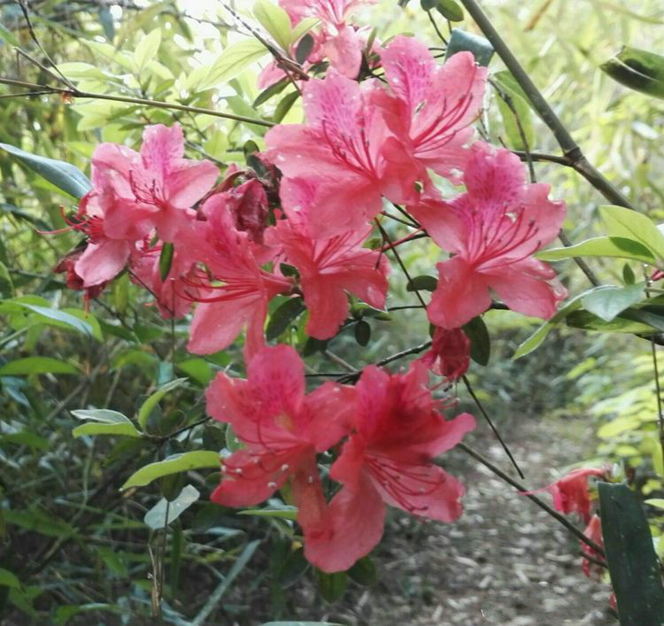 张家界红岩岭又见山里红