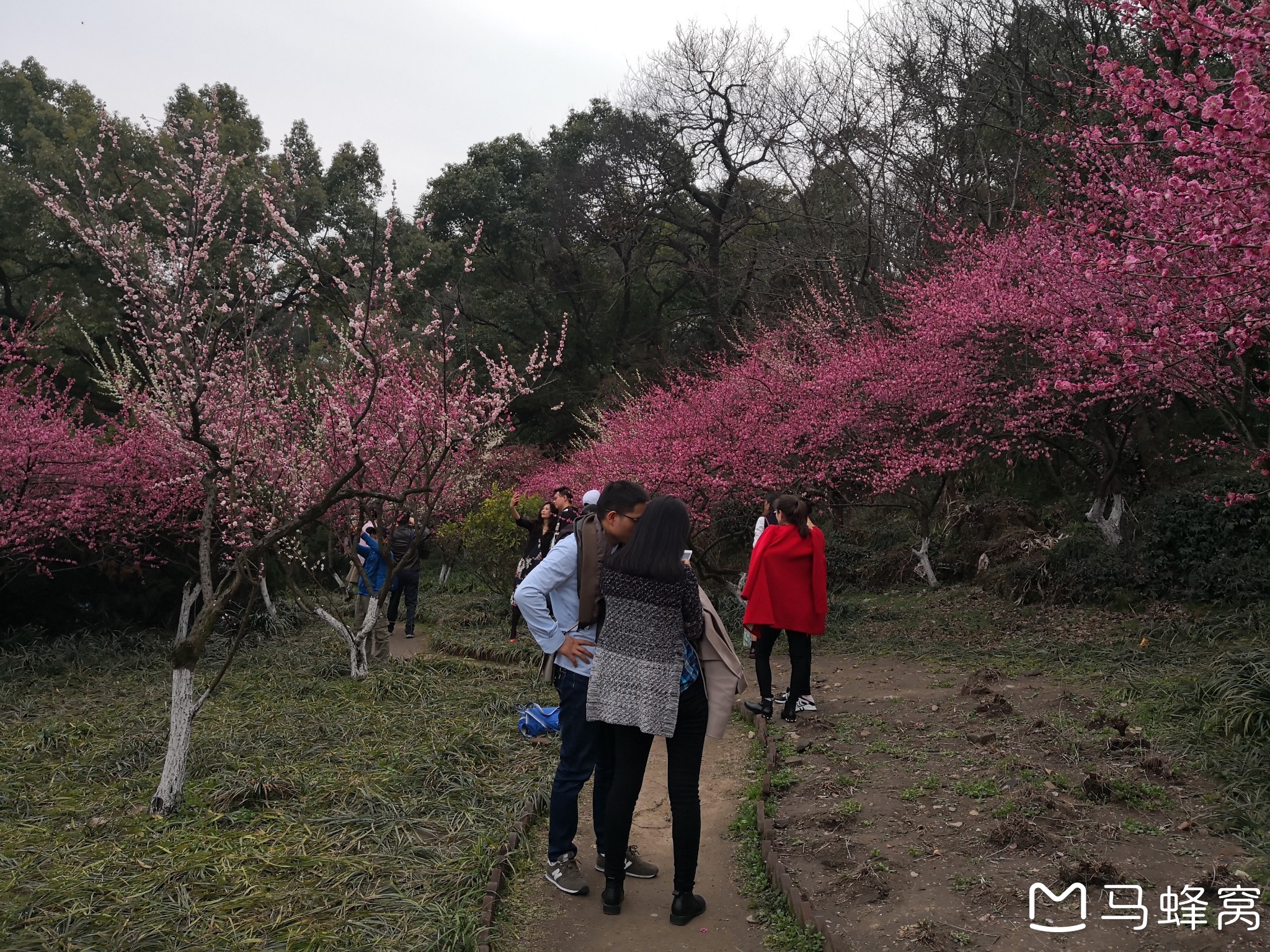 回复游记:2018年春节后第一个周末游览杭州西湖孤山赏梅