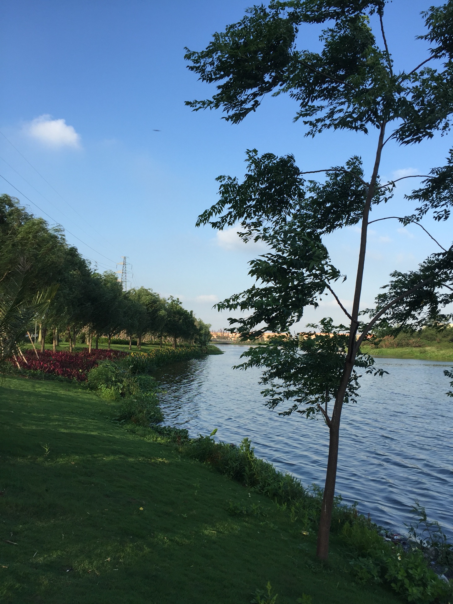 立夏树临风龙溪湖公园