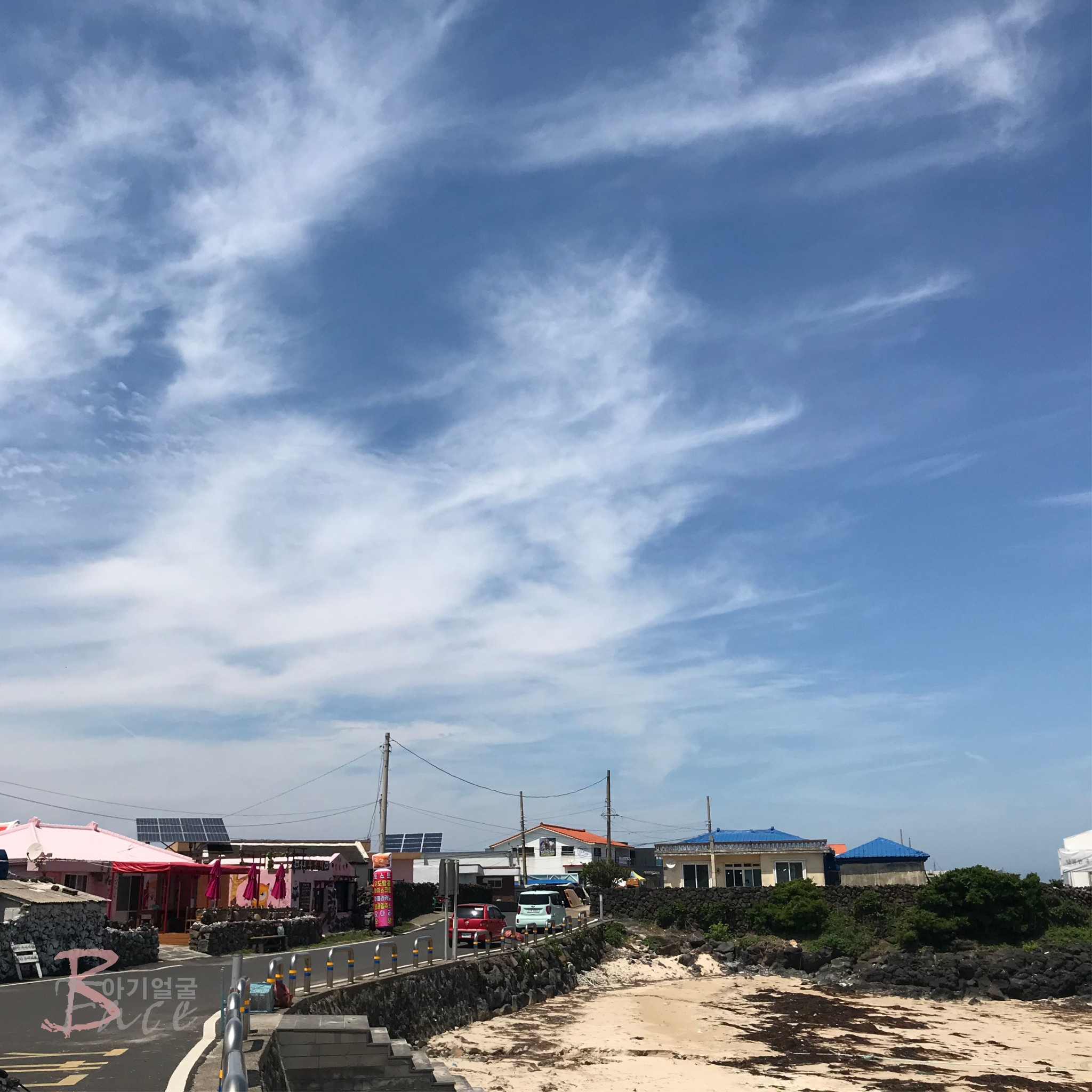 济州排名_济州真柏盆景图片(2)