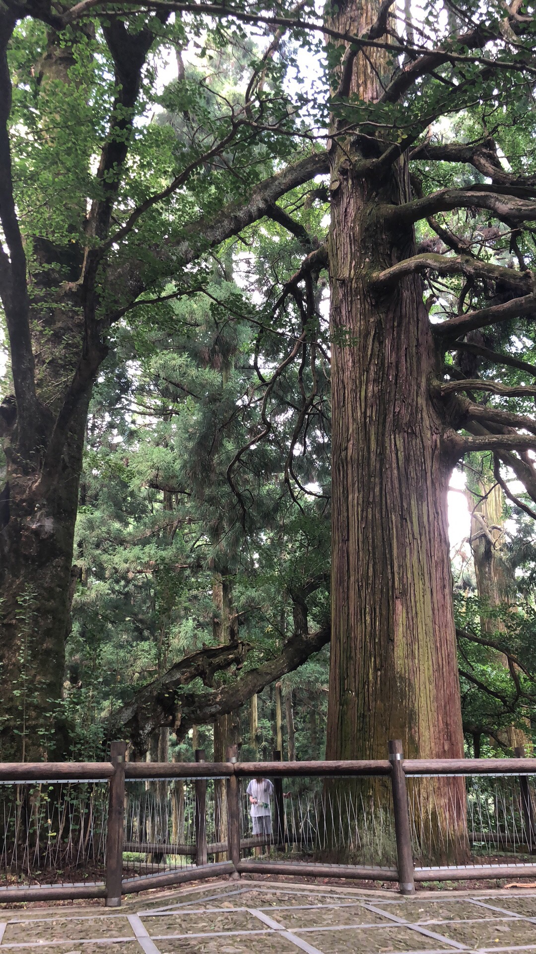 d7,庐山5(黄龙潭-三宝树-黑龙潭)