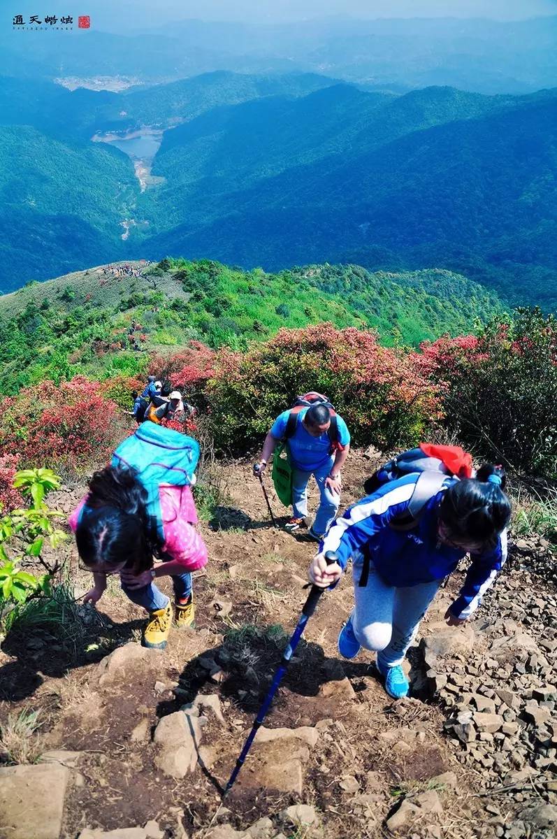 2018年4月15日从化通天蜡烛山赏杜鹃花映山红一日游