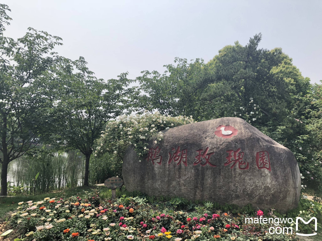 无锡鹅湖玫瑰文化园游记