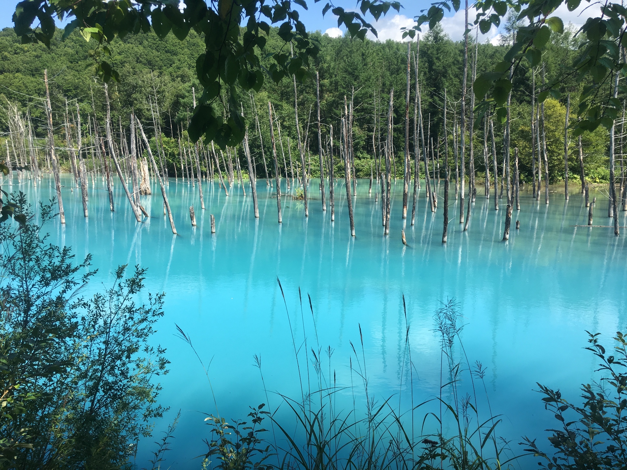 记最美的田园风光-北海道札幌美瑛骑行5日游