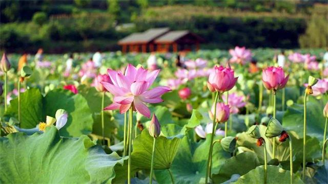 花石桥村人口_丰县梁寨石桥村