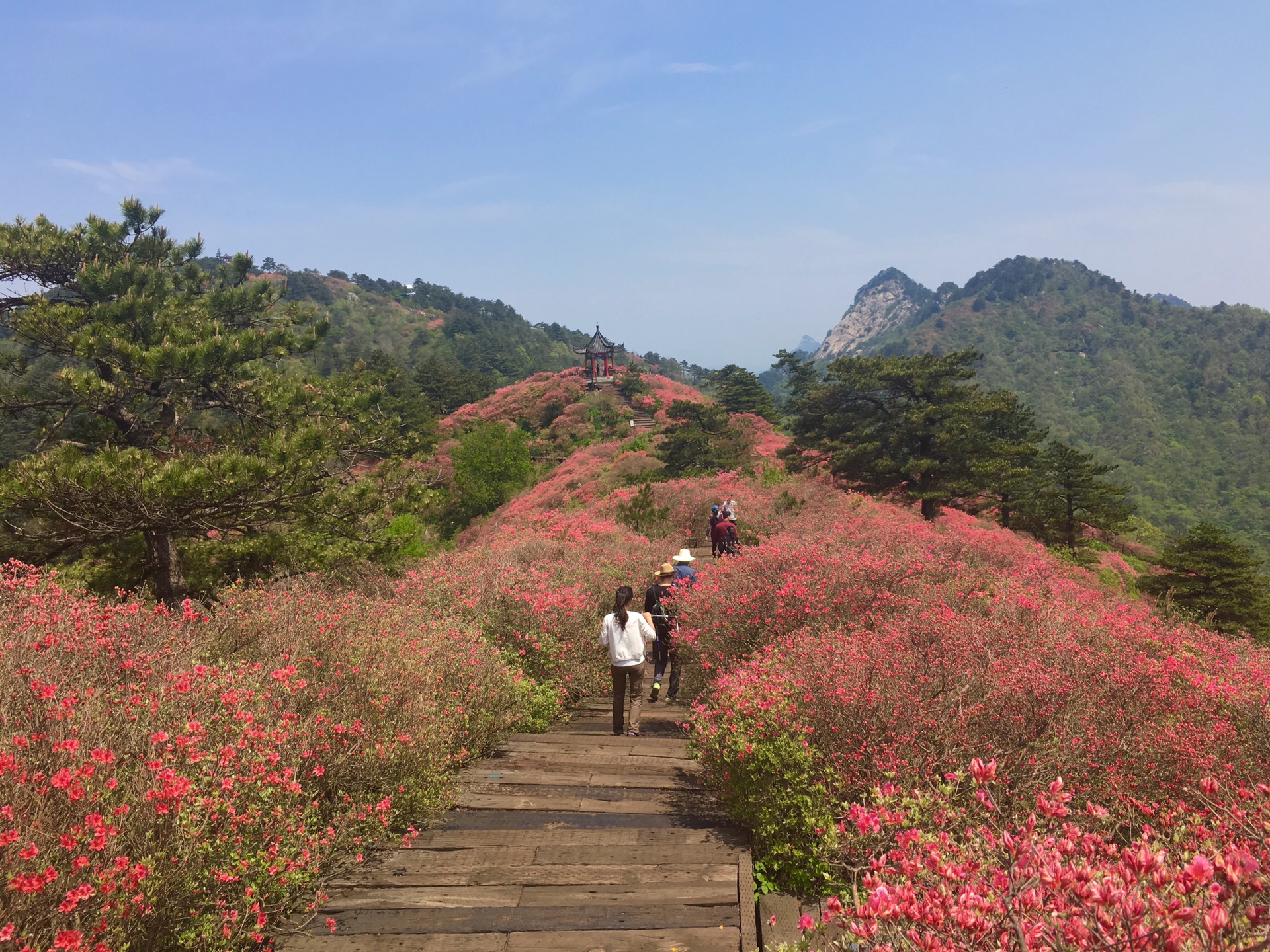 挺进大别山,龟峰赏杜鹃(含交通攻略及大量美图),麻城