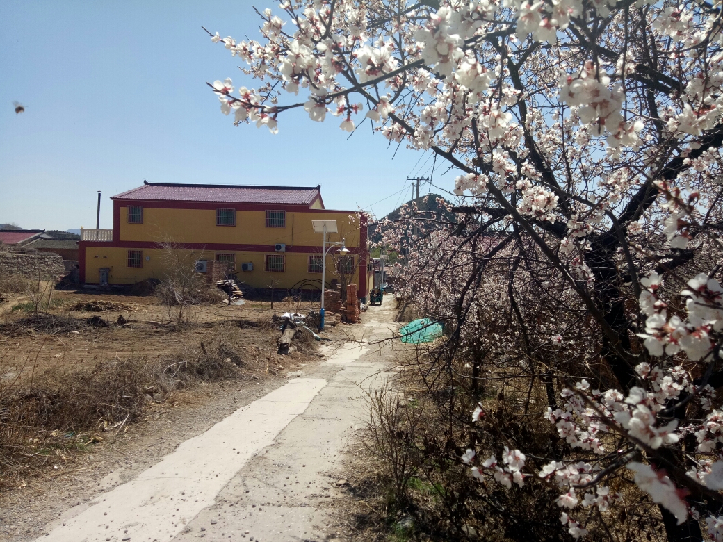 2018-4-15昌赤路小庄科,营城,新庄堡村赏杏花,延庆游