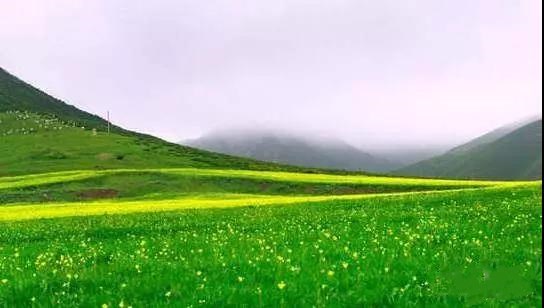想去的地方是草原简谱_你是草原美丽的花简谱(2)