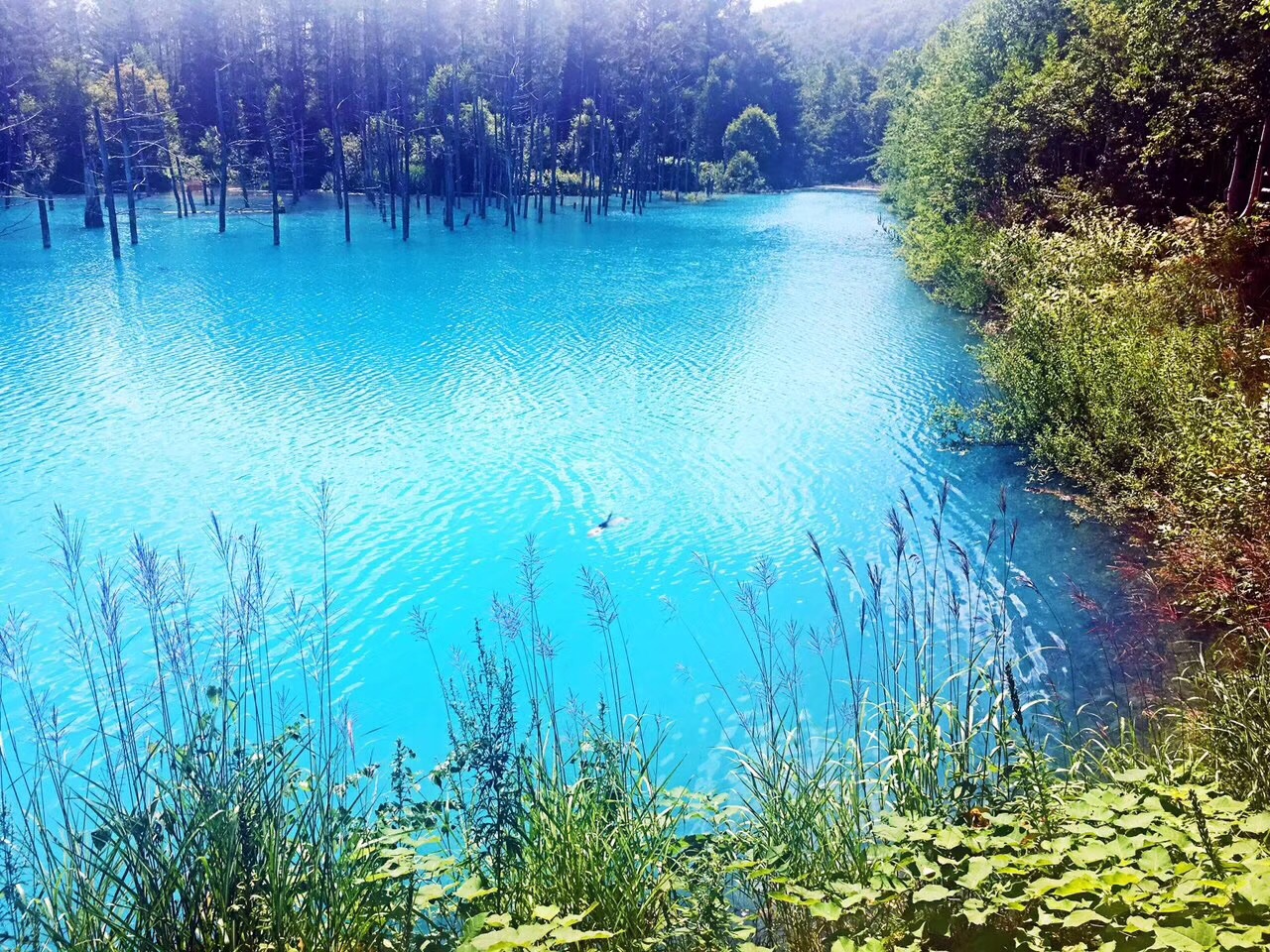 小樽运河 北海道～美瑛～青池 北海道～富良野