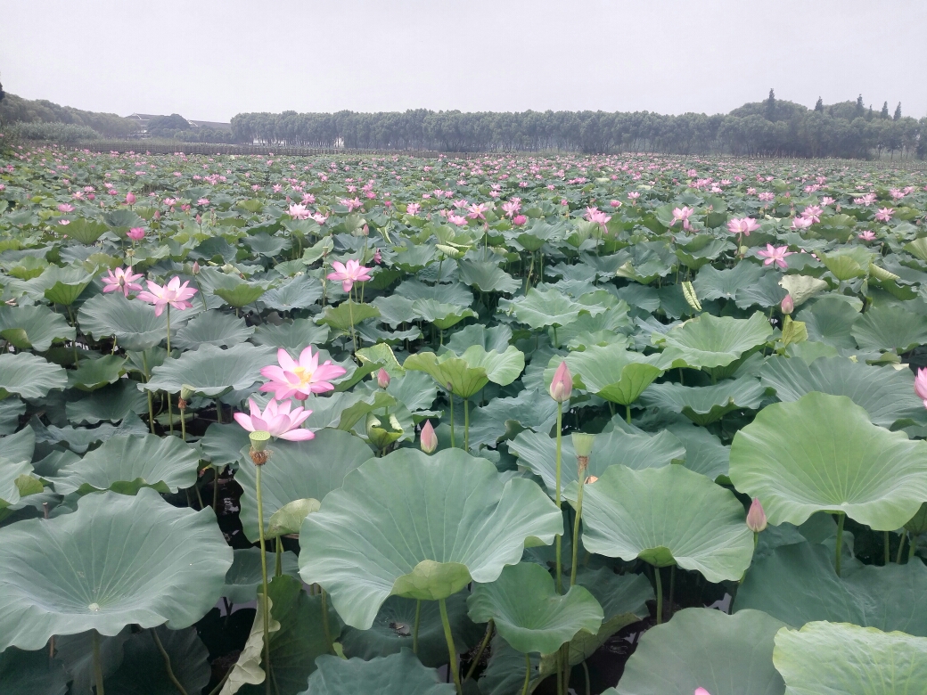 湖北.洪湖