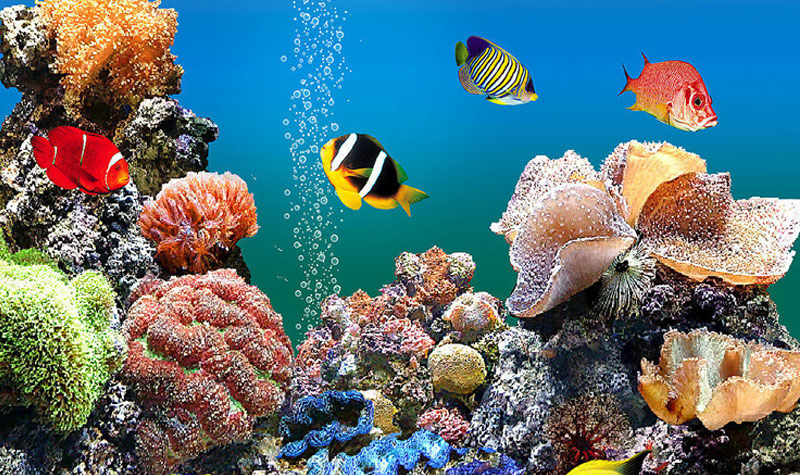 海洋生物基地 五彩缤纷的海底世界