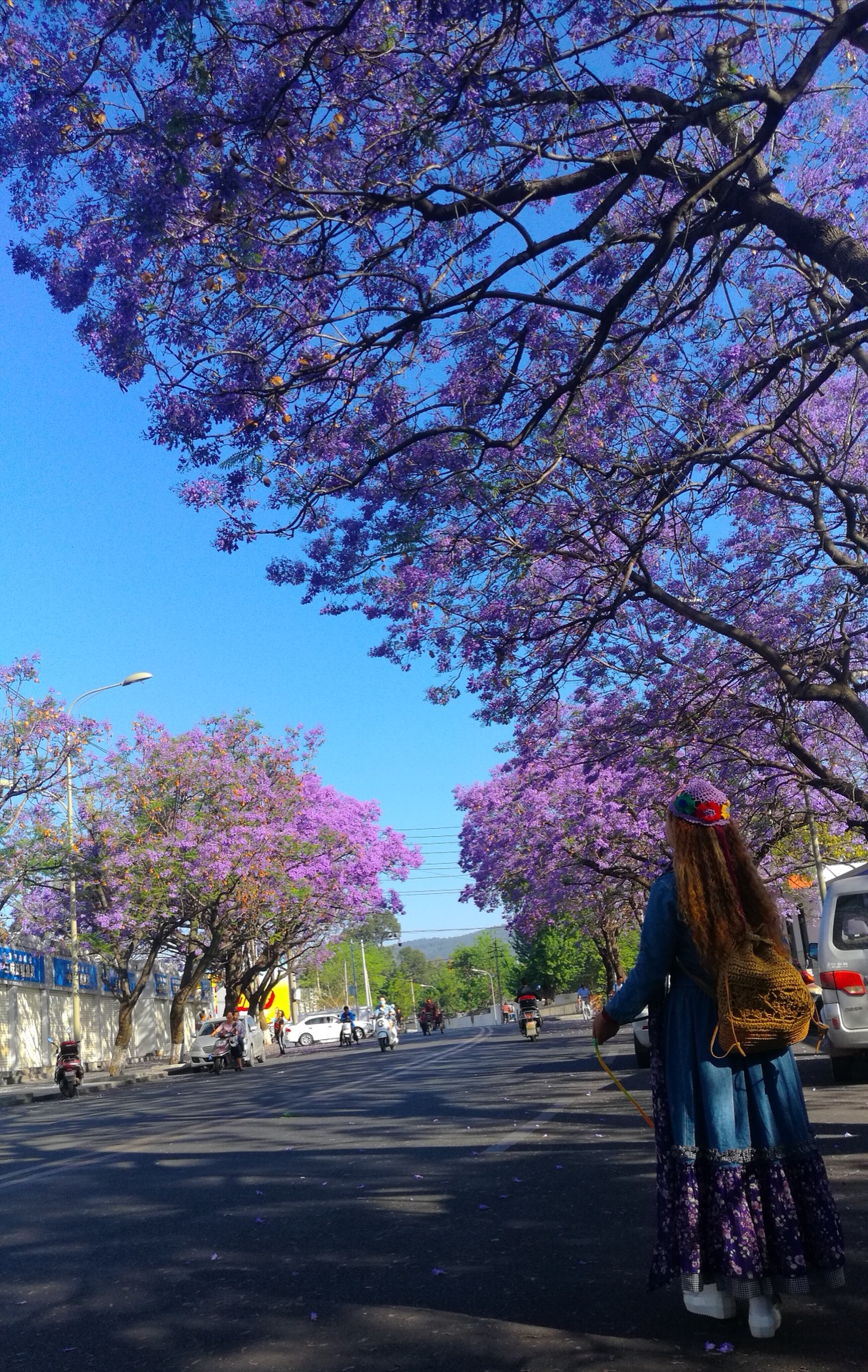 西昌市的蓝花楹