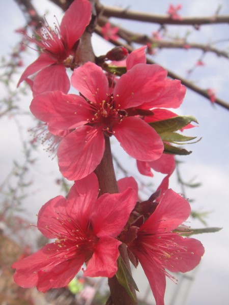 三月三,去赏花(赣州信丰县城绕大塘、坪石骑