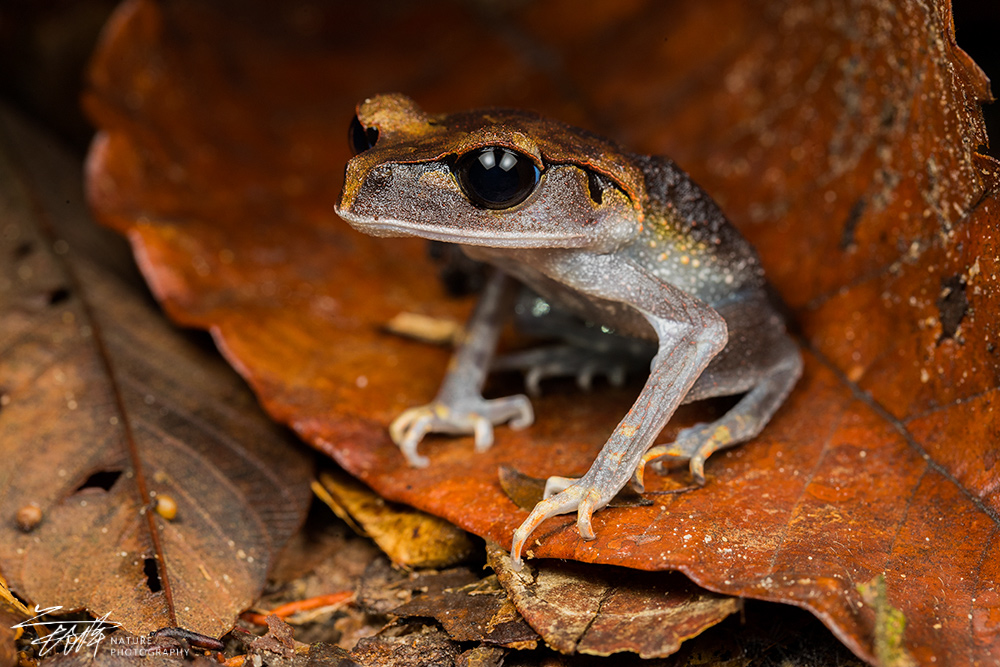 wKgED1wPaOWAGaLaAATxRHLPepQ32.jpeg?imageView2%2F2%2Fw%2F680%2Fq%2F90