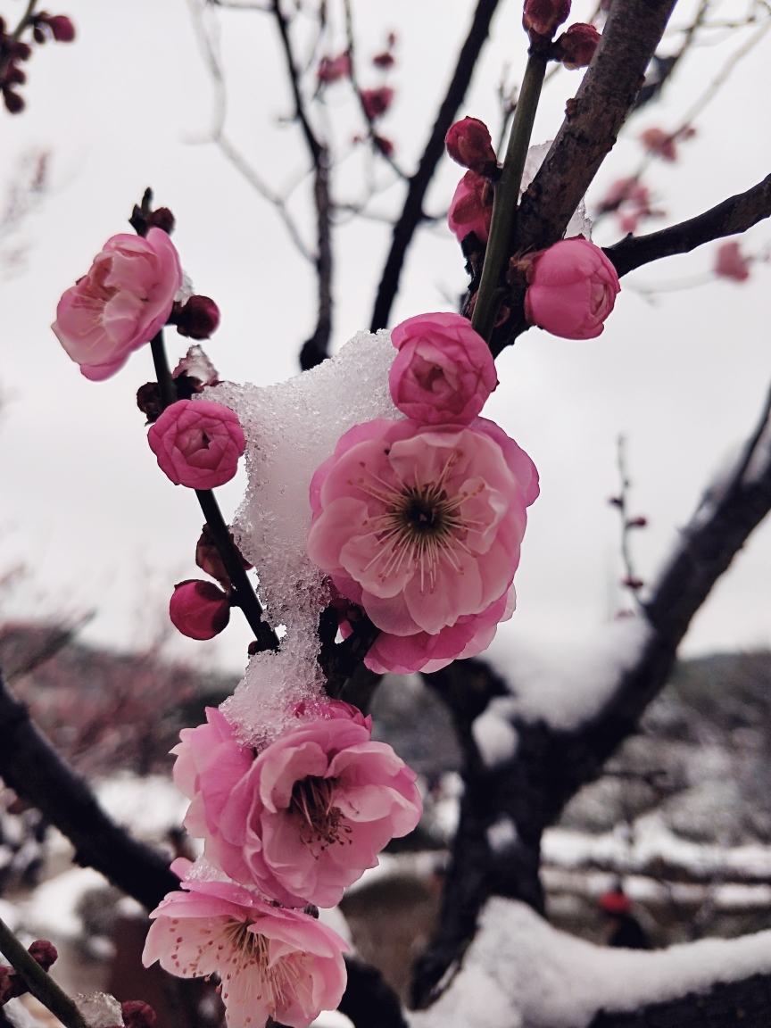 寒风傲梅,雪中赏梅
