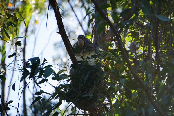 考拉在路上 wKgED1w7Ow2AYUMtACxkGk89Lrs00.jpeg?imageView2%2F2%2Fw%2F600%2Fh%2F600%2Fq%2F90