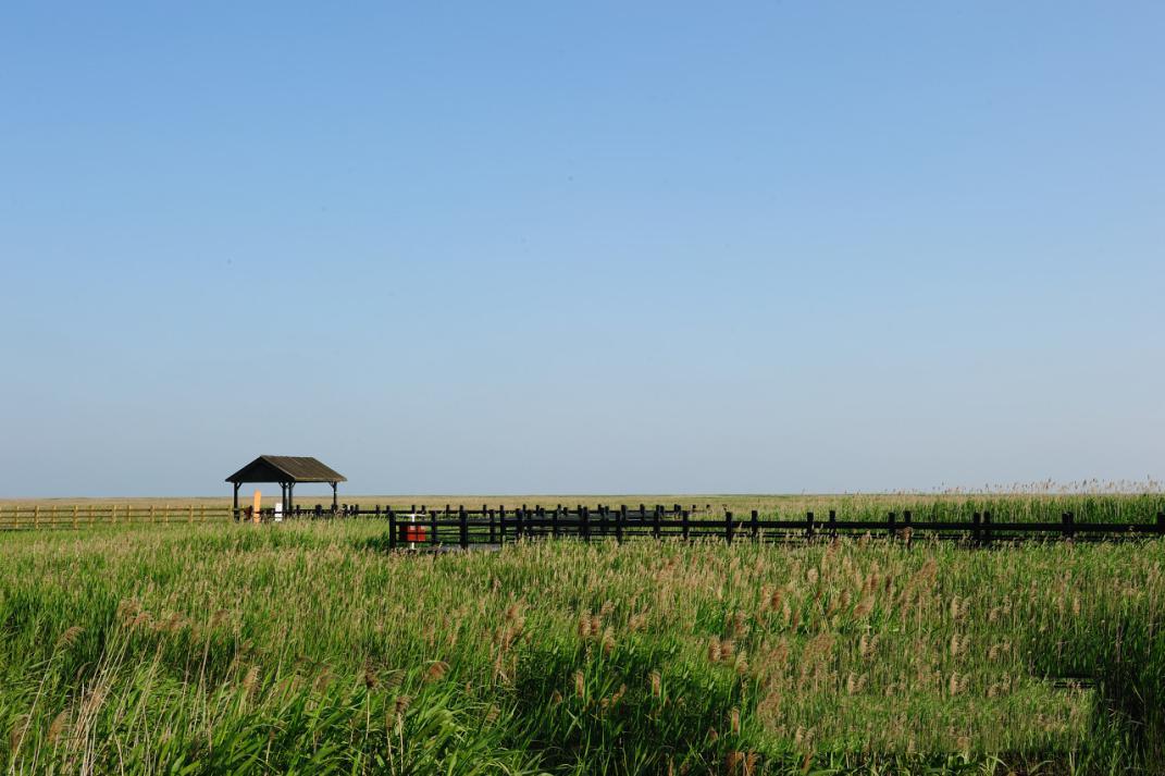 "东海日出"是崇明的一大自然胜景,据说东滩湿地是崇明岛日出最美的