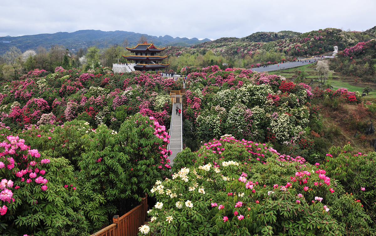 新春踏青赏花·毕节百里杜鹃一日游(赏花玩法由你定 实现自由自在