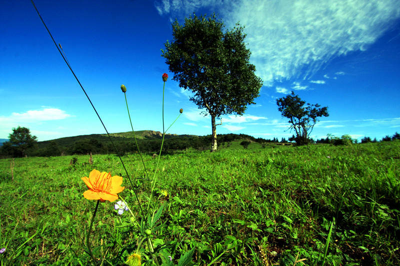 梦回林间,一棵大树的倒下与扶起——解梦中的生命力量与自我救赎 梦回林间,一棵大树的倒下与扶起——解梦中的生命力量与自我救赎