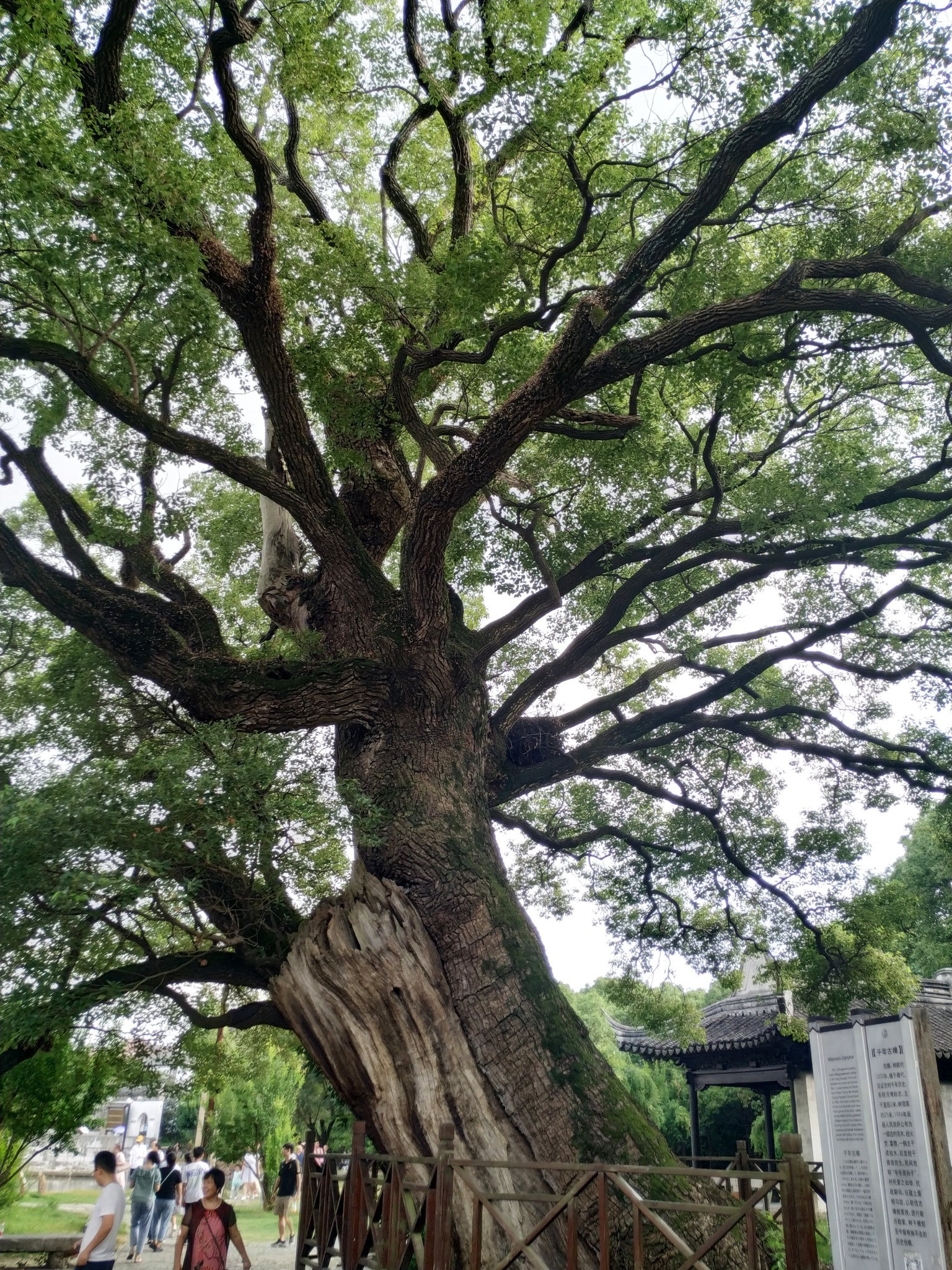 明月湾古村-《都挺好》苏明玉度假地