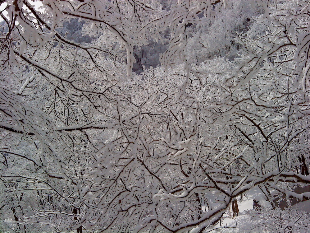 雪松怎么搭_雪松简笔画怎么画(2)