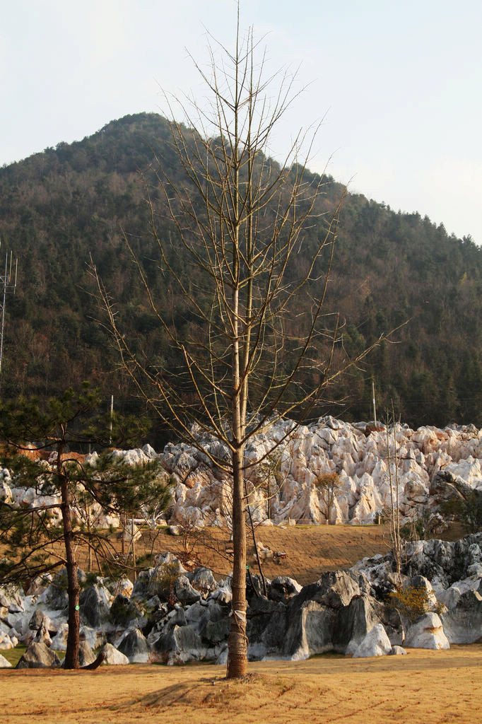 红山果简单电子琴曲谱视频