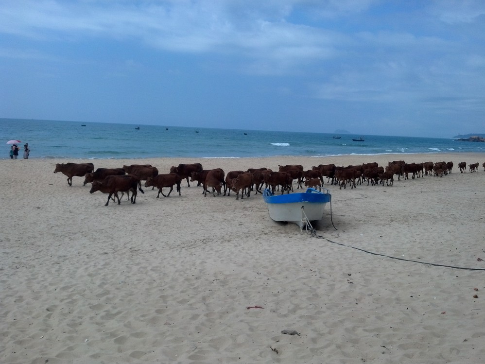 陵水县城人口面积_海南陵水县城照片(3)